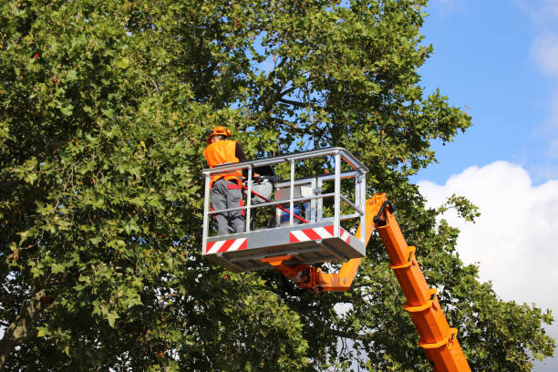 Best Stump Grinding and Removal  in Pistakee Highlands, IL